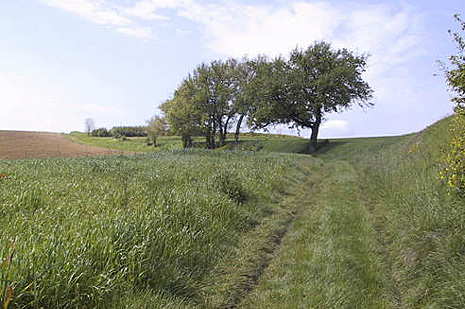 Randonnée pédestre
